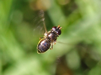 Cheilosia pagana, female, hoverfly, Alan Prowse